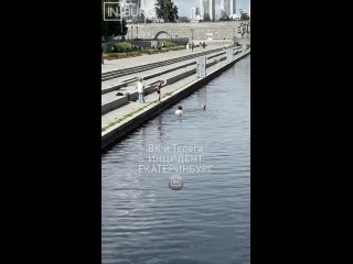 Отчаянные какие… (видео)