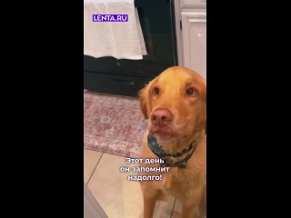 Когда сделал кусь и не ожидал, что внутри столько начинки!   Осторожно, после просмотра этого видео вам захочется... (видео)