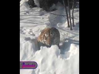 В Хабаровском крае жители засняли окровавленного тигра, бросающегося на машины    В 110 км от поселка Мухен водители... (видео)