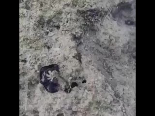 На пляже в Австралии один из местных жителей заметил загадочную чёрную субстанцию, которая поедала краба. Существует... (видео)