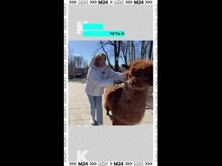 Когда эфир пошёл не по плану: альпака Шоколадка не оценила выбранный Наташей Мелёхиной путь и устроила нашей ведущей... (видео)