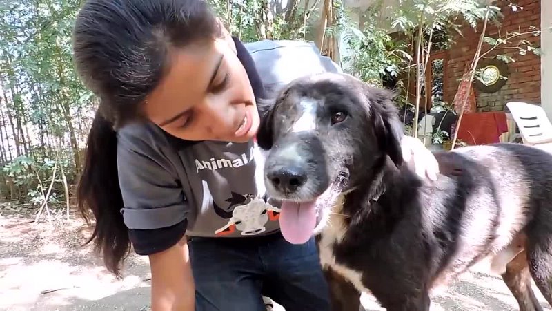 The dog who grew a new face Kalu s astounding recovery