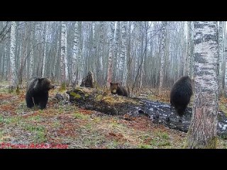 А можно поточнее, где именно в борском лесу? Возле каких поселков, например? Проснувшиеся мишки - это прекрасно, но в... - Ferro Ignique