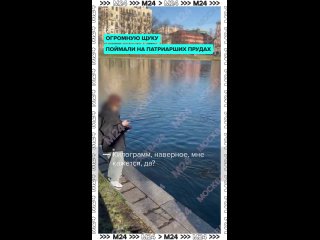 Щука с одной головой в Московском водоёме, это нонсенс😂😂😂 - Андрей Прокофьев
