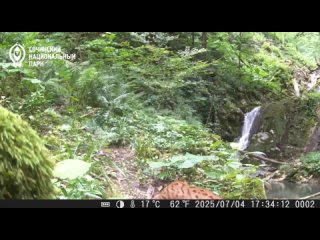 🐈 Редкую кавказскую рысь удалось запечатлеть в Сочинском нацпарке (видео)