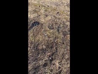 Аномально теплая погода для первой декады марта, установившаяся в Санкт-Петербурге и Ленинградской области, привела к... (видео)