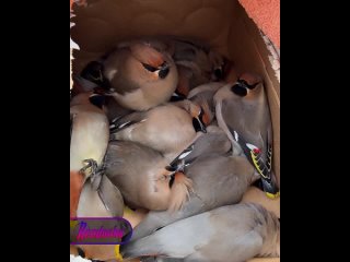 В Нижнем Новгороде местные жители соорудили самодельный «вытрезвитель» для загулявших весной птиц    Целая россыпь... (видео)