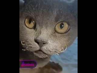 Малолетних живодеров из Дагестана, которые подожгли кошку, поместили в центр содержания нарушителей    В Дагестане двое... (видео)