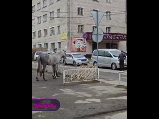 Арестован с копытами — в Горно-Алтайске конь нарушил ПДД и был задержан    Обычное утро, пешеходы чинно стоят на... (видео)