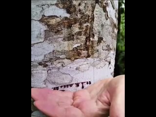 На этих видео люди демонстрируют уникальный и немного жутковатый феномен у драконовых деревьев. При надрубании их... (видео)