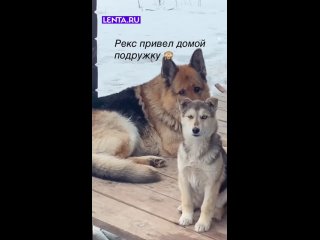 Собачка чувствует, что не нравится потенциальной " свекрови"! Всё, как у людей! - Ирина Федорко