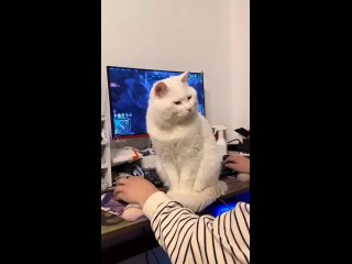 Сегодня ложишься рано, никаких игр!  Спокойной ночи 😴 (видео)