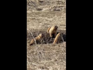 Сурки в Татарстане уже вовсю наслаждаются теплым солнышком (видео)