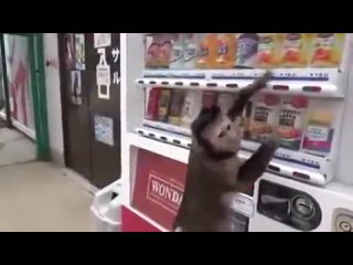Смышлёный капуцин Аки самостоятельно покупает себе сок в торговом автомате.