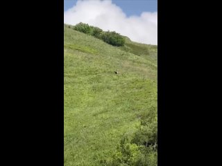 Мама медведица со своими медвежатами вышли неспешно прогуляться в горах    Видел: funsochi (видео)