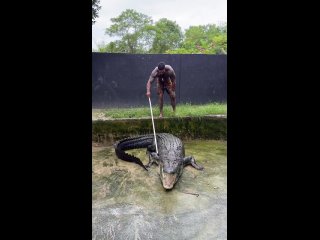 Такой смелости можно позавидовать! (видео)