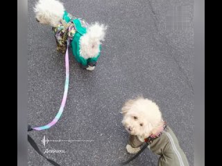 В Петербурге вороны чуть не заклевали потерянную собачку   На Серебристом бульваре нашли обессиленную бишон-фризе,... (видео)