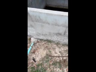 Лягушки обладают удивительной способностью мгновенно реагировать на изменения водной среды — их кожа настолько... (видео)