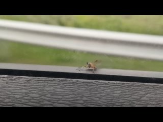 25.07.25 был замечен,, заяц ,, ехал от Увала ,на филармонии сошёл.анонимно 😄 (видео)