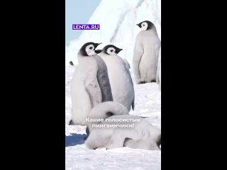 Вы когда-нибудь задумывались, какие звуки издают пингвины?    Ставьте ❤ удивительным созданиям  #лентадобра@lentaru  ... (видео)