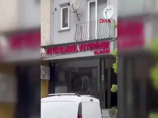 ❤ Землетрясение в Стамбуле застало ветеринара за операцией — она вышла из здания клиники и продолжила спасать кошку в... (видео)