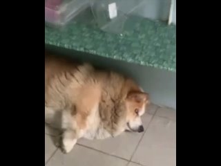 😅 Самое неработающее объявление заметили в магазине в Краснодаре.  Когда-то это был корги. (видео)