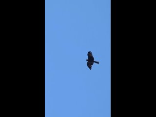 🦅 Черный коршун поселился на Бору около Юрасовского озера.  Посмотрите, какой красавец! (видео)
