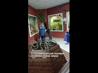В зоопарке Екатеринбурга хитрая тайра решила устроить побег, но её план не удался.  Хищница из семейства куньих... (видео)