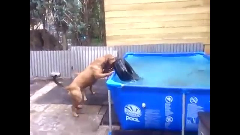 Nice bulldogs Teamwork (gets tire from pool)