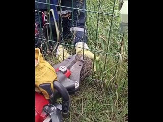 Пухлый ёжик застрял в прутьях, когда пытался пролезть через ограду  Колючего пыталась спасти местная жительница,... (видео)