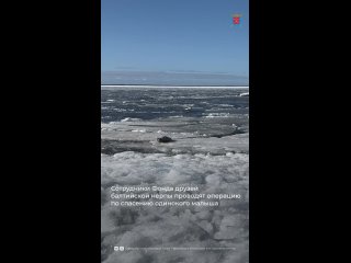 Сезон спасения детёнышей балтийских нерп и тюленей в самом разгаре.    Уже более 20 малышей получили шанс на жизнь... (видео)