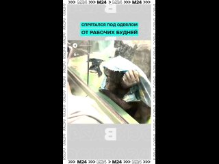 🦧 Решение проблем от орангутана Матика из Московского зоопарка: вышел на рабочий пост, посмотрел на людей за стеклом,... (видео)