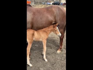 🥰 В Донецке появились на свет два жеребёнка 🐴🐴   В донецкой спортивной школе "Локомотив" радостное событие — на свет... (видео)