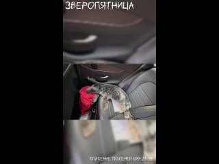 🦭 Маленький тюлень решил, что ему не подходит место в багажнике. Поэтому малыш доехал до петербургского центра... (видео)