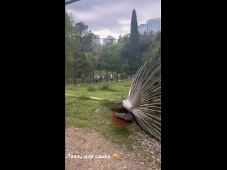 Так выглядит брачный танец самца павлина    Снято в парке Дендрарий.    Видео: ekaterinapantus (видео)