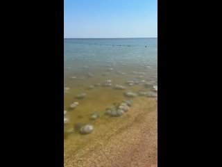 Такая обстановка на пляжах Азовского моря — здесь нашествие медуз.  Местные жители уверены, что это связано с... (видео)