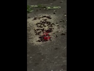 Крысы, тараканы кишат в Казани 🤦♂️ - Наталья Знатнова