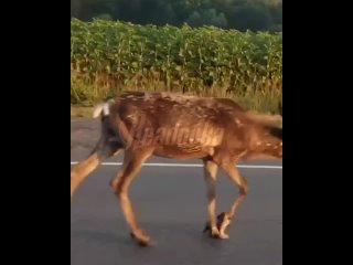 В Уфе северный олень сбежал из зоопарка местной светской львицы    В Уфе второй день по улицам гуляет северный олень —... (видео)