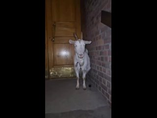 Коза посреди ночи пришла в храм в Озерках. О необычной гостье сообщила церковь евангельских христиан-баптистов на... (видео)
