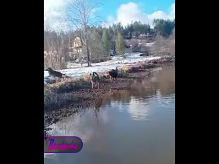 В Пермском крае стая бездомных собак загнала двух юных девушек в ледяное озеро — девчата простояли почти час в водоеме,... (видео)