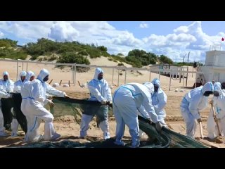 На пляжах Анапы демонтируют защитный вал, сообщили в оперштабе Краснодарского края. Это делается для того, чтобы... (видео)