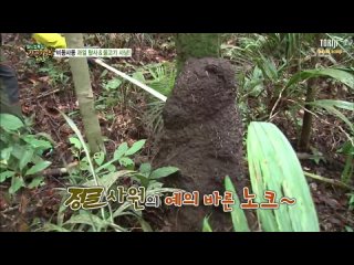 Law of the Jungle in Brazil / Законы Джунглей в Бразилии-  (Онью (SHINee), МинУ (SHINHWA)) [рус.саб]