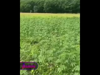В Приморье жители обнаружили целое поле каннабиса размером с 4 футбольных стадиона  В Приморском крае, недалеко от села... (видео)
