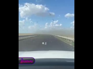Дагестане открылся филиал ада для инсектофобов   Север Дагестана накрыла саранча. Один из водителей, которому... (видео)