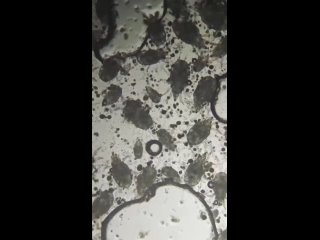 Вы вероятно будете сильно удивлены, узнав что такие твари повсюду и на любой пище и мы жрем их постоянно и повсеместно. - Варфоломей Коробейников