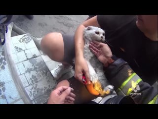Погибающего при пожаре в девятиэтажке кота спас сотрудник МЧС. Уточняется, что балкон на 1-м этаже здания загорелся в... (видео)