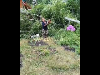 В Уфе береза едва не пришибла мужика, но удача оказалась на стороне лесоруба    В уфимском СНТ «Локомотив» спил старой... (видео)