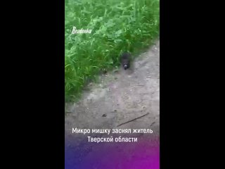 Микро мишку заснял житель Тверской области    И нет, это не клоп. Такой пушистый милаш совсем недавно появился на свет... (видео)