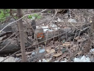 С приходом теплых дней в Ростове-на-Дону активизировались местные ежи. Проснувшись после зимней спячки, эти колючие... (видео)