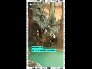 🔎 Самый милый детектив — товарищ муравьед из Московского зоопарка обыскивает пенёк в поисках лакомств.    Интересно,... (видео)